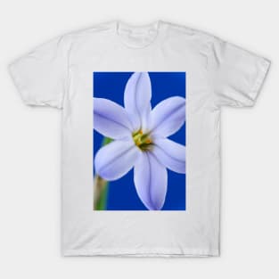 Ipheion  &#39;Rolf Fiedler&#39;  AGM  Spring starflower T-Shirt